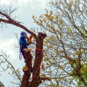 Réduction de la hauteur d'un arbre près d'une maison.
